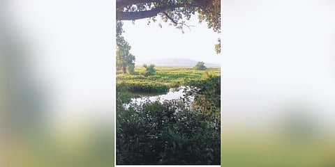 Weed accumulated on farmland in Kadalibadi gram panchayat | Express