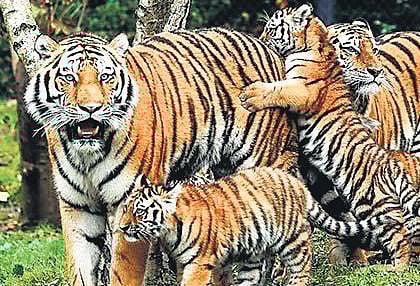 Image used for representational purpose only. (File Photo)