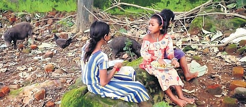 Students having their meals in the company of pigs | Express
