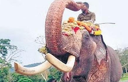 Makna ‘Murthy’ and Mudumalai retired from kumki service in Mudumalai Tiger Reserve on Monday | Express