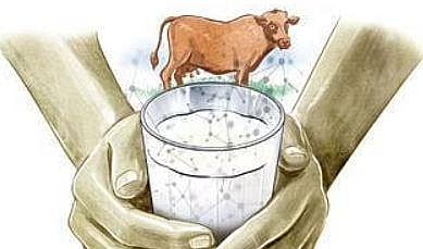KMF seeks hike in milk price, Bommai in dilemma
