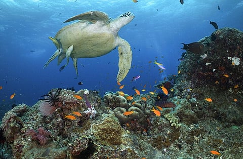 A green turtle swims in waters of Ribbon Reef No 10 near Cairns, Australia. (Photo | AP)