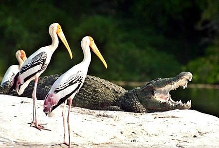 Ranganathittu bird sanctuary is Karnataka.