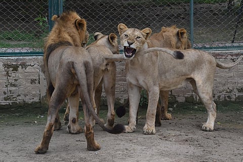 Lions are seen at their enclosure at the Lahore Safari Zoo in Lahore. (Photo | AFP)