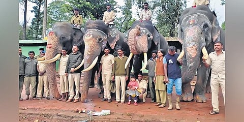 Netas, officials divided over making Dasara jumbos walk 76 km to Mysuru