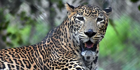 Image used for representational purposes. (File | EPS)