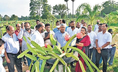 WODC Chairman Asit Tripathy visiting the dragon fruit farm at Karnapali | Express