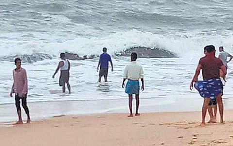 Fishermen collect Grouper fish at Karwar’s Rabindranath Tagore beach.