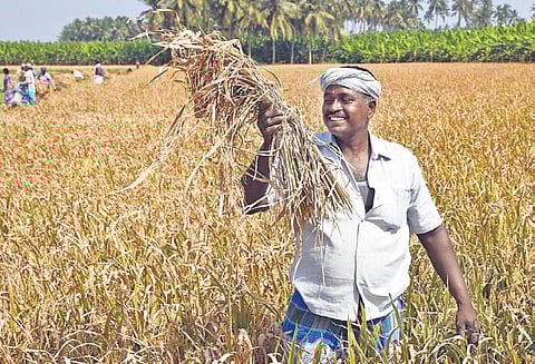 Proposal for 100 new DPCs in Ramanathapuram to increase procurement of paddy