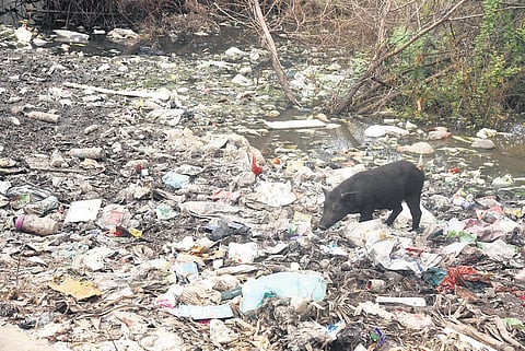A pig feeding on waste dumped in a vacant plot in Iyyappanthangal | Martin Louis