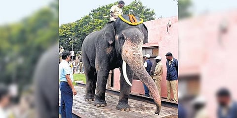 Officials weigh a jumbo at a weighbridge on Friday | Udayashankar S