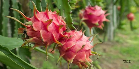 Dragon Fruit (Representational Photo | Nandalal, Online Desk)