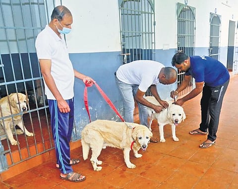 Dog handlers and retired police dogs at Vishranthi retirement home in Thrissur