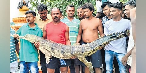 Residents pose with the dead gharial near Marwaripara ghat on Monday | Express