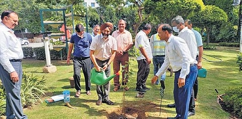 New Delhi Municipal Corporation kicks off sandalwood plantation drive