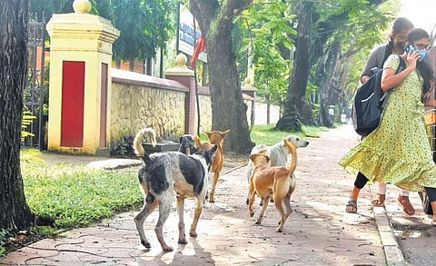 A pack of dogs staring at two pedestrians at the busy Vellayambalam stretch in the capital | B P Deepu