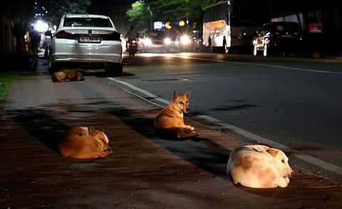 Stray dogs (Photo | B P Deepu, EPS)