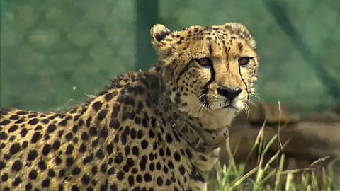 The corridor will link Palpur Kuno National Park and Gandhi Sagar Sanctuary in Madhya Pradesh with the Mukundara Hills Tiger Reserve in Rajasthan.