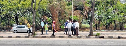 Trees along the route between the upcoming Kempapura and Bagalur Cross Metro stations