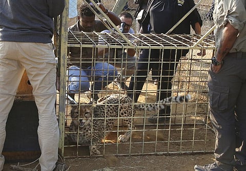 A cheetah lies inside a transport cage at the Cheetah Conservation Fund (CCF) in Otjiwarongo, Namibia, Friday, Sept. 16, 2022. (Photo | AP)