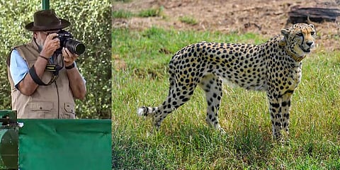 Eight cheetahs - five females and three males - from Namibia landed in Gwalior today as part of the programme to reintroduce the feline in India seven decades after it was declared extinct in the country. Prime Minister Narendra Modi, who is celebrating h