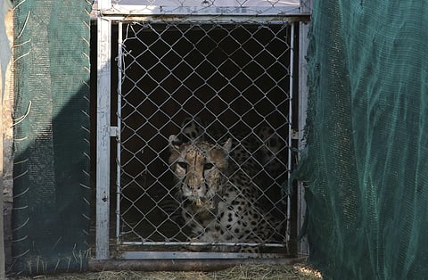 Before their flight from Namibia, the cheetahs, the fastest land animals in the world, were treated with a tranquilizer that lasts for three to five days. (Photo | AP)