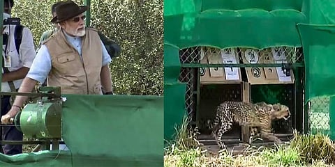 Prime Minister Narendra Modi releases cheetahs inside a special enclosure of the Kuno National Park in Madhya Pradesh. (Photo | PTI)