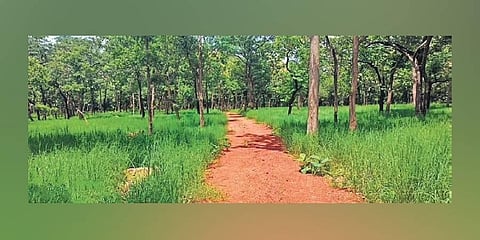 Safaris and more to be offered at Kawal Tiger Reserve soon