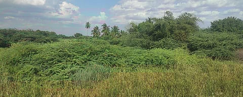 The Marudaiyaru river was occupied by thorny plants in Kurumbapalayam in Perambalur district. (Photo | EPS)