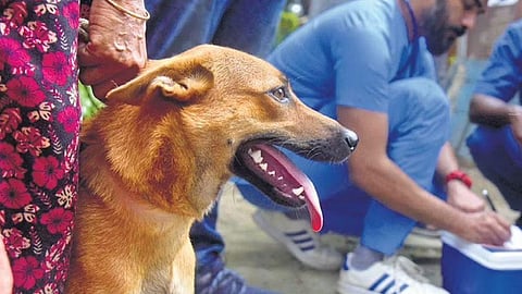 A canine waits for anti-rabies jab in Kochi, Kerala. image used for representational purposes only.