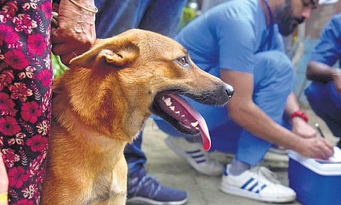 A canine waits for anti-rabies jab at Aikya Nagar Colony in Kadavanthra, Kochi, Kerala. (Photo | A Sanesh, EPS)