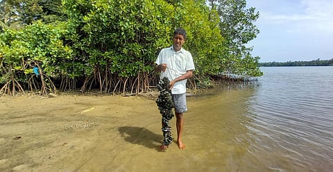 Shankar Kundar harvests green mussels.