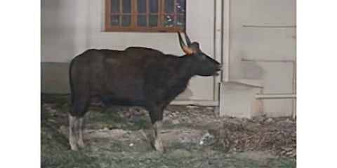 Three-year-old gaur that entered Saravanampatti