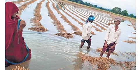 Karnataka rain fury ruins crops, dreams