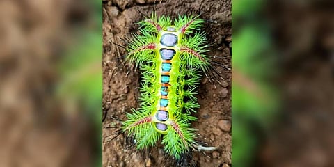 The caterpillar of slug moth (Photo | Express)