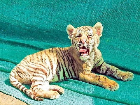 Image for representational purposes only  | Dr Sibi