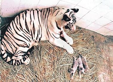 Sita with her cubs at the Delhi Zoo