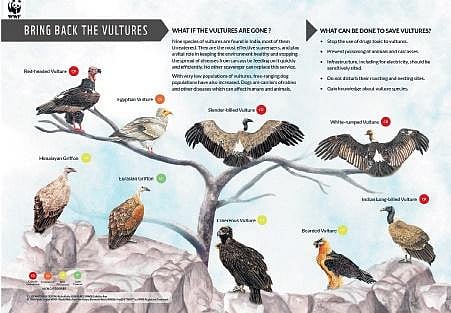 WWF campaign on vulture conservation