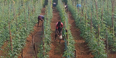 Image used for representational purpose.Laborers administering fertilizers at a vegetable farm. (Photo | EPS)