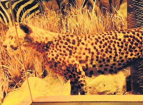 The stuffed male African cheetah at the Natural History Museum, T’Puram | Picture courtesy — Jaykrishnan, The Natural History Museum