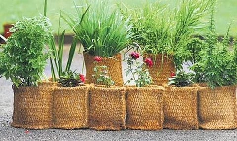 Bye bye plastic grow bags, say hello to eco-friendly e-coir bags