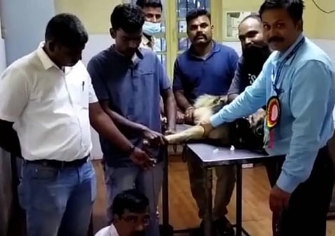 Maya undergoing blood transfusion at Veterinary Hosptial at the University of Agricultural Sciences campus, Dharwad. (Photo | EPS)