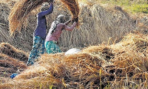 Paddy harvest begins in Kerala, but farmers upset