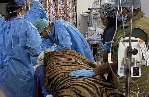Tiger cub operated upon for dental injury at Manombolly