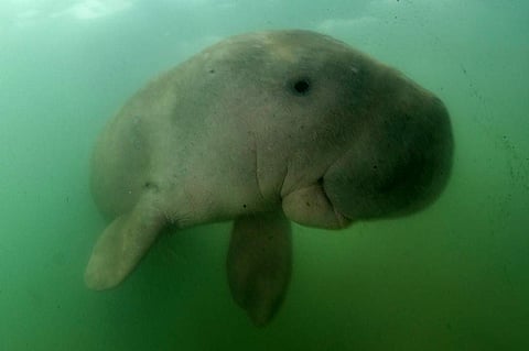Dugongs are largest herbivorous marine mammals which primarily thrive on seagrass beds. (Photo | AFP)