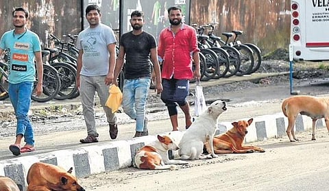 People walk past a pack of stray dogs at Chathiyath road in Kochi | file pic