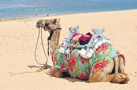 A sick camel illegally brought from a north Indian state is being used for safari from dawn to dusk at Poovar in Thiruvananthapuram | B P Deepu