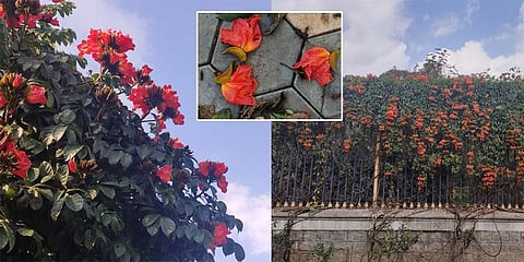 City’s own idiosyncratic autumn