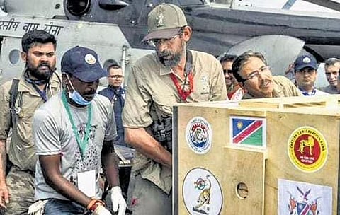 Dr Sanath M (left, behind) and Bipin CM (centre) with a box holding a cheetah, after it arrived in India