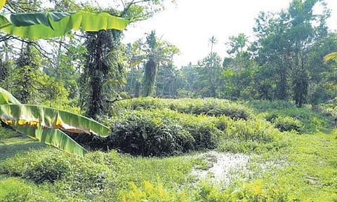 Bushes covering the spot where the 1,000-year-old ship was unearthed at Thyckal | Express